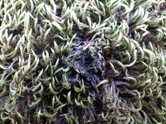 Staurolemma omphalarioides