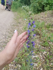 Echium vulgare