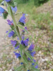 Echium vulgare