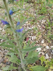 Echium vulgare