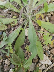 Echium vulgare