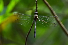 Macromidia rapida