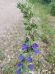 Echium vulgare