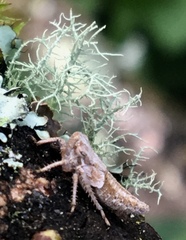 Bathysmatophorini