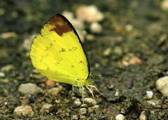 Eurema simulatrix tecmessa