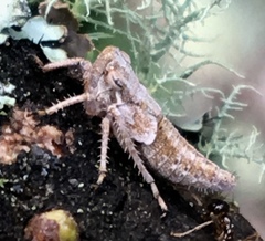 Bathysmatophorini