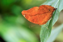 Doleschallia bisaltide