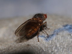Pseudolyciella