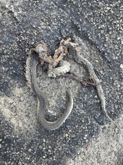 Lampropeltis holbrooki