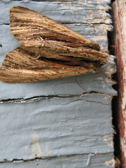Apamea verbascoides
