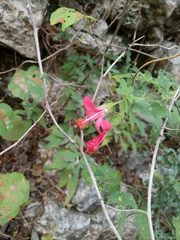 Hibiscus poeppigii