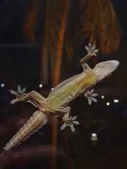 Hemidactylus platyurus