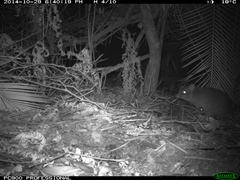 Potorous tridactylus