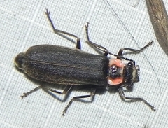 Podabrus brevicollis