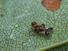 Corythucha associata