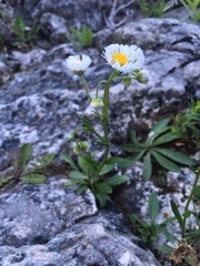Erigeron philadelphicus provancheri