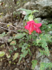 Hibiscus poeppigii