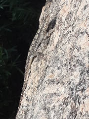 Psammophilus dorsalis