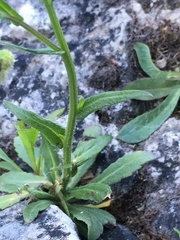 Erigeron philadelphicus provancheri