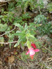Hibiscus poeppigii