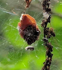 Araneae