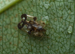 Corythucha associata