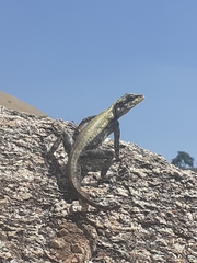 Psammophilus dorsalis