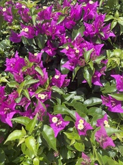 Bougainvillea