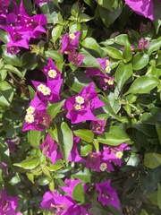 Bougainvillea