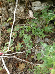 Hibiscus poeppigii