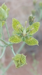 Frasera paniculata
