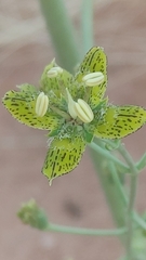 Frasera paniculata