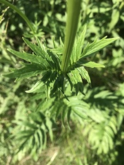 Valeriana officinalis