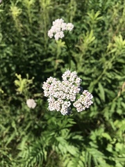 Valeriana officinalis
