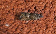 Sereda tautana