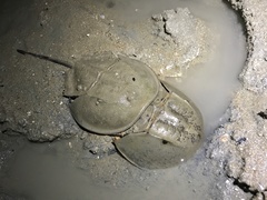 Carcinoscorpius rotundicauda