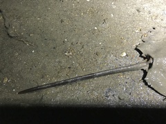 Carcinoscorpius rotundicauda