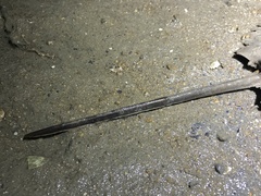 Carcinoscorpius rotundicauda