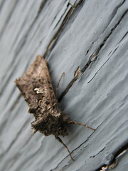 Syngrapha alias