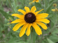 Rudbeckia