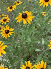 Rudbeckia