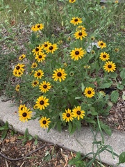 Rudbeckia