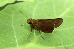 Caltoris cormasa