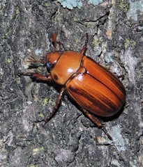 Pelidnota unicolor