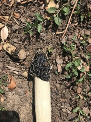 Phallus hadriani