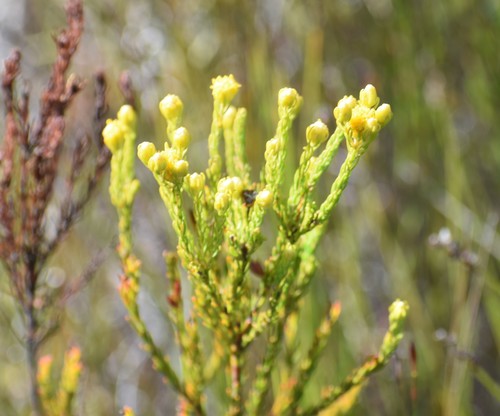 Yellow Conebush (Leucadendron olens)