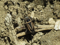 Ragliodes delineatus