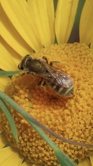 Halictus tumulorum