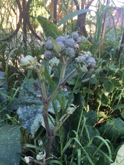 Arctium tomentosum