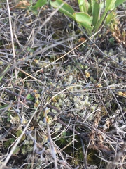 Muehlenbeckia ephedroides